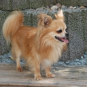Chihuahua Long Haired